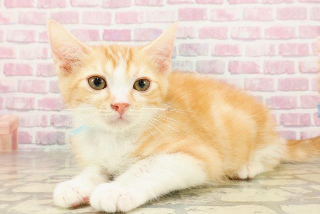 千葉県のマンチカン (Coo&RIKU木更津店/2025年4月7日生まれ/男の子/レッドタビーホワイト)の子猫の2枚目の画像