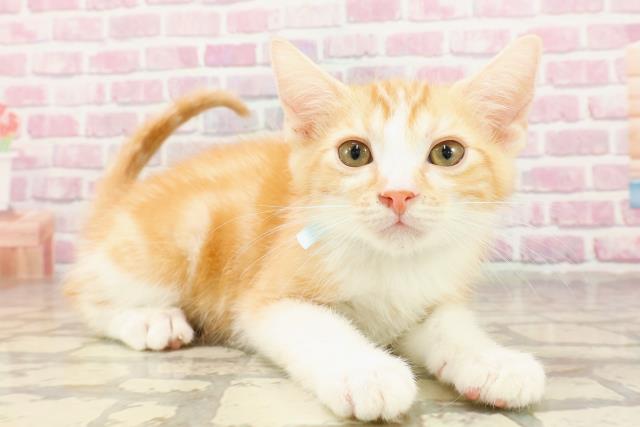 千葉県のマンチカン (Coo&RIKU木更津店/2025年4月7日生まれ/男の子/レッドタビーホワイト)の子猫の3枚目の画像