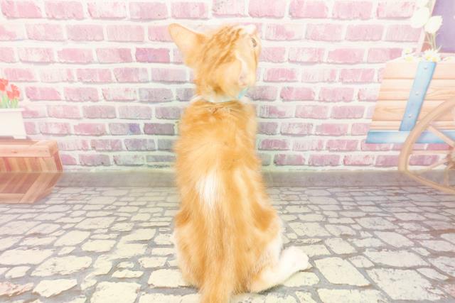 千葉県のマンチカン (Coo&RIKU木更津店/2025年4月7日生まれ/男の子/レッドタビーホワイト)の子猫の4枚目の画像