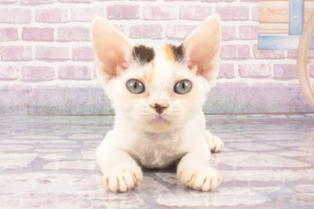 大阪府のデボンレックス (Coo&RIKU茶屋町店/2025年4月20日生まれ/女の子/キャリコ)の子猫の1枚目の画像