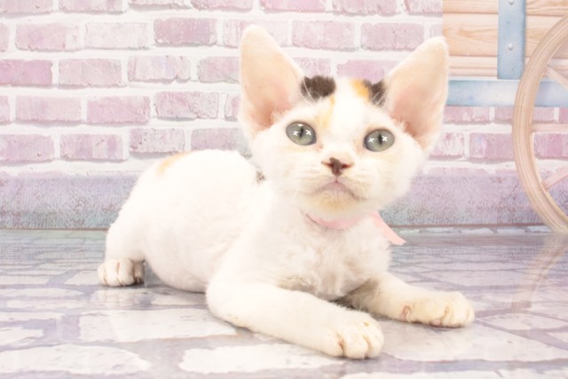 大阪府のデボンレックス (Coo&RIKU茶屋町店/2025年4月20日生まれ/女の子/キャリコ)の子猫の2枚目の画像