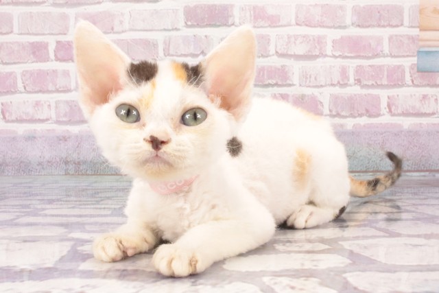大阪府のデボンレックス (Coo&RIKU茶屋町店/2025年4月20日生まれ/女の子/キャリコ)の子猫の3枚目の画像