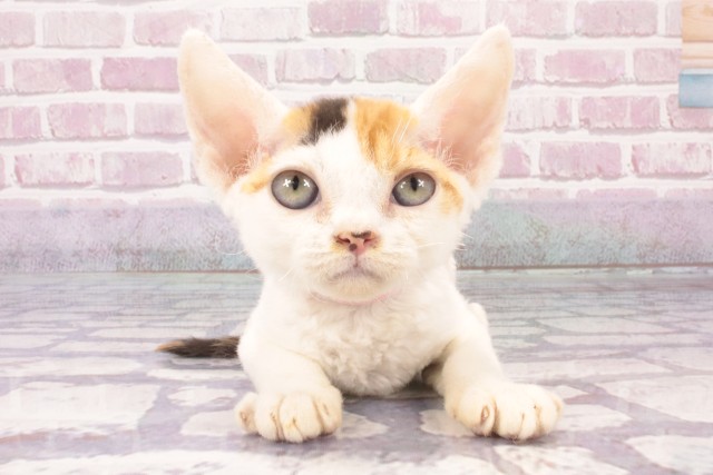 兵庫県のデボンレックス (Coo&RIKU神戸三宮店/2025年4月20日生まれ/女の子/キャリコ)の子猫の1枚目の画像