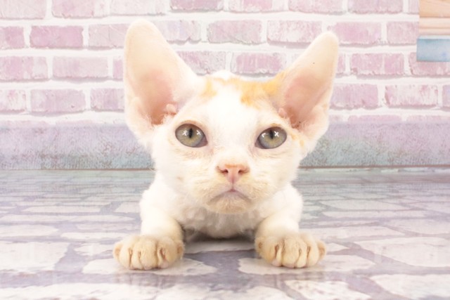 大阪府のデボンレックス (Coo&RIKU東大阪店/2025年4月20日生まれ/男の子/レッドホワイト)の子猫の1枚目の画像
