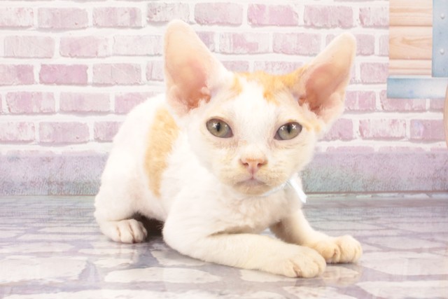 大阪府のデボンレックス (Coo&RIKU東大阪店/2025年4月20日生まれ/男の子/レッドホワイト)の子猫の2枚目の画像