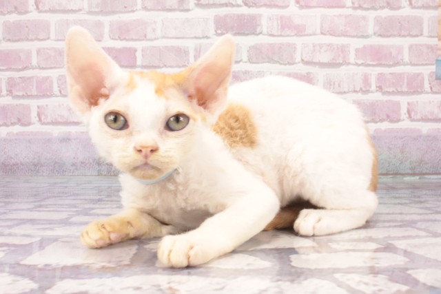 大阪府のデボンレックス (Coo&RIKU東大阪店/2025年4月20日生まれ/男の子/レッドホワイト)の子猫の3枚目の画像
