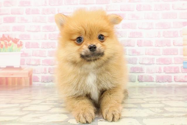 神奈川県のポメラニアン (Coo&RIKU小田原店/2025年4月25日生まれ/女の子/オレンジ)の子犬の1枚目の画像