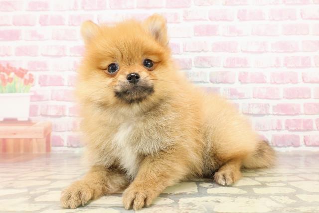 神奈川県のポメラニアン (Coo&RIKU小田原店/2025年4月25日生まれ/女の子/オレンジ)の子犬の2枚目の画像