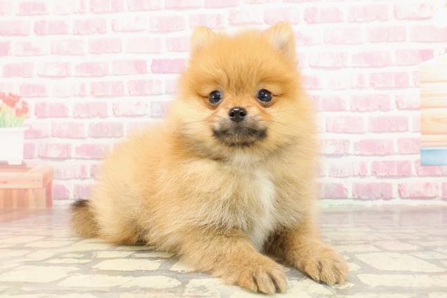 神奈川県のポメラニアン (Coo&RIKU小田原店/2025年4月25日生まれ/女の子/オレンジ)の子犬の3枚目の画像