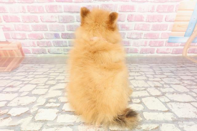 神奈川県のポメラニアン (Coo&RIKU小田原店/2025年4月25日生まれ/女の子/オレンジ)の子犬の4枚目の画像