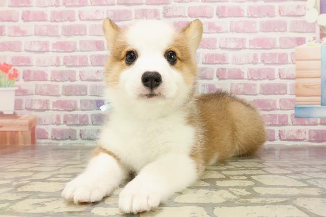 神奈川県のウェルシュコーギーペンブローク (Coo&RIKU長津田店/2025年4月25日生まれ/男の子/レッドホワイト)の子犬の2枚目の画像