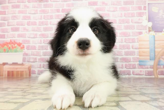 北海道のボーダーコリー (Coo&RIKU札幌東店/2025年4月26日生まれ/男の子/ブラックホワイト)の子犬の1枚目の画像