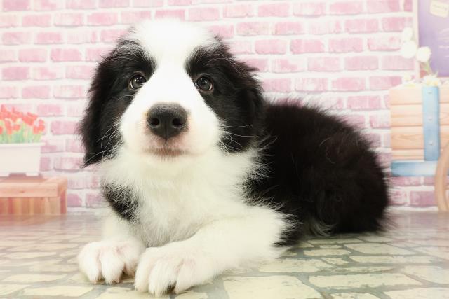 北海道のボーダーコリー (Coo&RIKU札幌東店/2025年4月26日生まれ/男の子/ブラックホワイト)の子犬の2枚目の画像