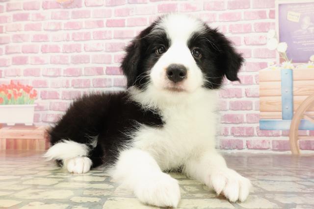北海道のボーダーコリー (Coo&RIKU札幌東店/2025年4月26日生まれ/男の子/ブラックホワイト)の子犬の3枚目の画像