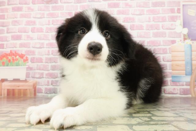 宮城県のボーダーコリー (Coo&RIKU仙台太白店/2025年4月26日生まれ/男の子/ブラックホワイト)の子犬の2枚目の画像