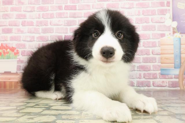 宮城県のボーダーコリー (Coo&RIKU仙台太白店/2025年4月26日生まれ/男の子/ブラックホワイト)の子犬の3枚目の画像