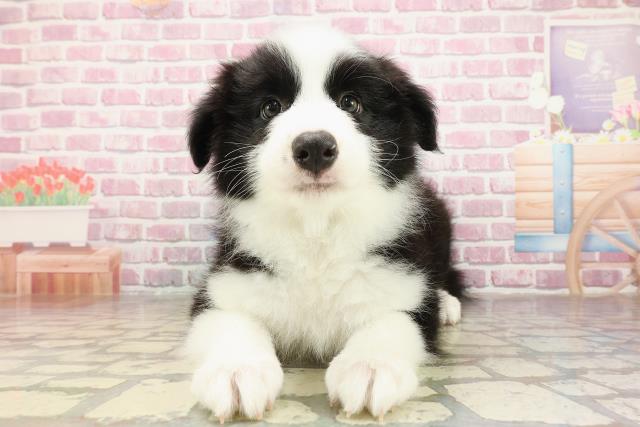 東京都のボーダーコリー (Coo&RIKU江戸川店/2025年4月26日生まれ/男の子/ブラックホワイト)の子犬