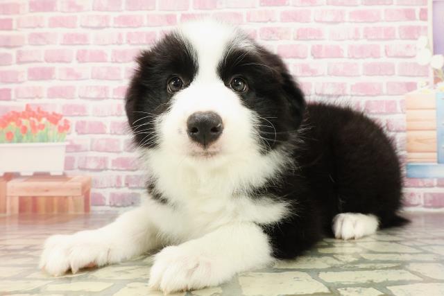 東京都のボーダーコリー (Coo&RIKU江戸川店/2025年4月26日生まれ/男の子/ブラックホワイト)の子犬の2枚目の画像