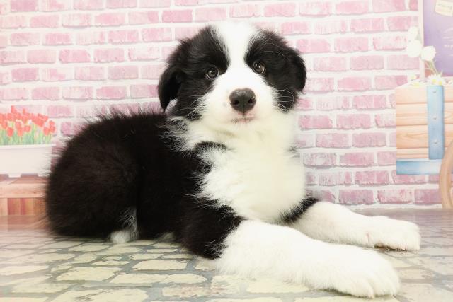 東京都のボーダーコリー (Coo&RIKU江戸川店/2025年4月26日生まれ/男の子/ブラックホワイト)の子犬の3枚目の画像