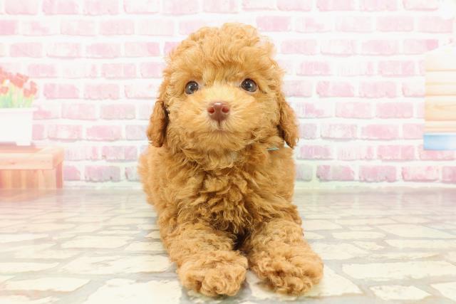 神奈川県のトイプードル(トイ) (Coo&RIKU長津田店/2025年4月25日生まれ/男の子/レッド)の子犬の1枚目の画像