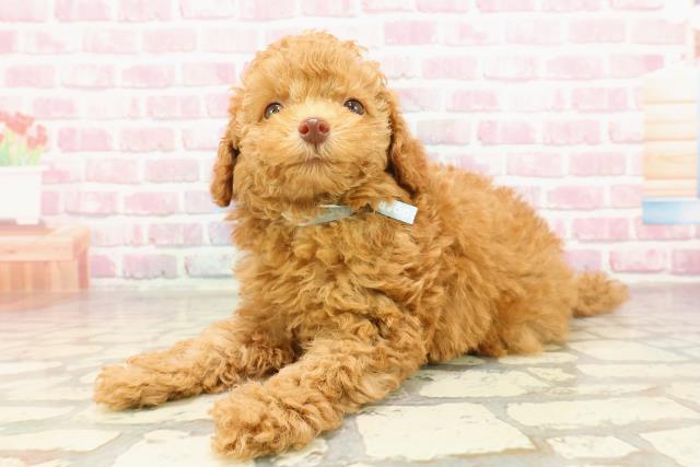 神奈川県のトイプードル(トイ) (Coo&RIKU長津田店/2025年4月25日生まれ/男の子/レッド)の子犬の2枚目の画像