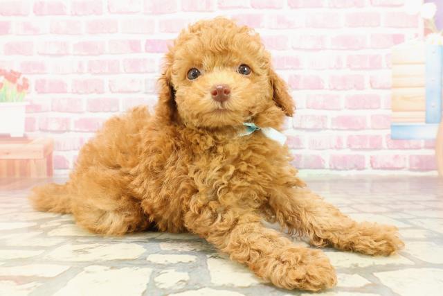 神奈川県のトイプードル(トイ) (Coo&RIKU長津田店/2025年4月25日生まれ/男の子/レッド)の子犬の3枚目の画像