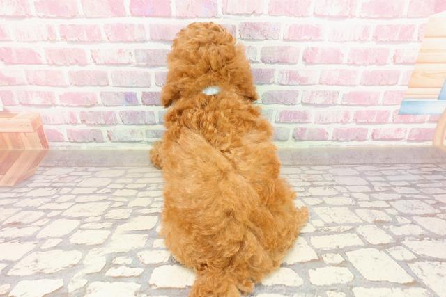 神奈川県のトイプードル(トイ) (Coo&RIKU長津田店/2025年4月25日生まれ/男の子/レッド)の子犬の4枚目の画像