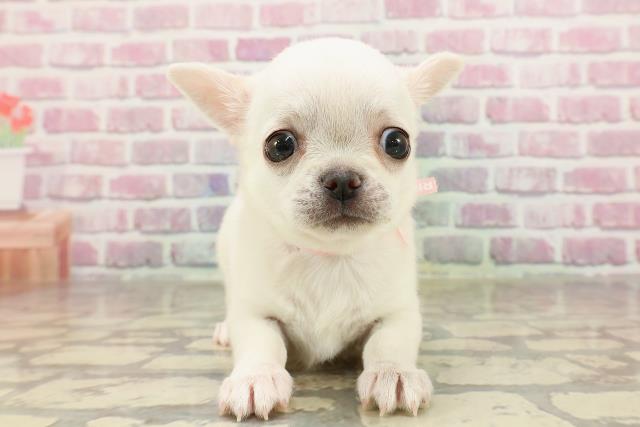 東京都のチワワ(スムース) (Coo&RIKU浅草店/2025年4月22日生まれ/女の子/クリーム)の子犬の1枚目の画像
