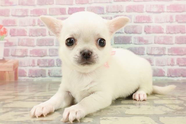 東京都のチワワ(スムース) (Coo&RIKU浅草店/2025年4月22日生まれ/女の子/クリーム)の子犬の2枚目の画像