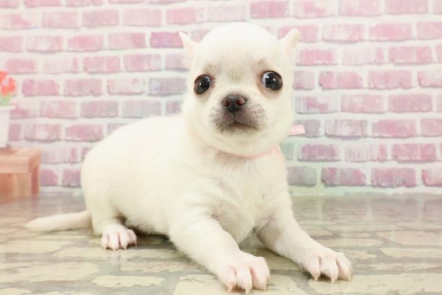 東京都のチワワ(スムース) (Coo&RIKU浅草店/2025年4月22日生まれ/女の子/クリーム)の子犬の3枚目の画像