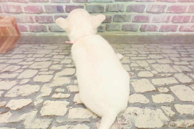 東京都のチワワ(スムース) (Coo&RIKU浅草店/2025年4月22日生まれ/女の子/クリーム)の子犬の4枚目の画像