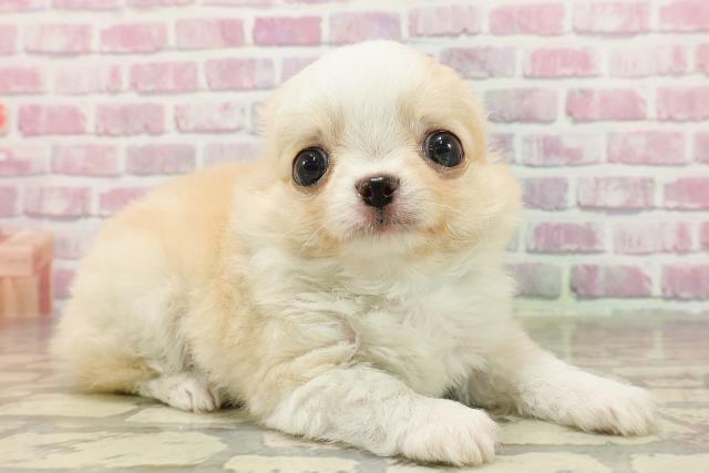 東京都のチワワ(ロング) (Coo&RIKU広尾店/2025年4月28日生まれ/男の子/クリームホワイト)の子犬の3枚目の画像