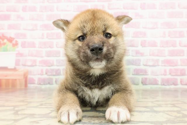 柴犬