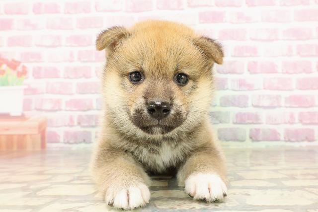 柴犬