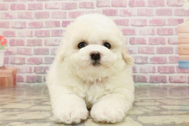 東京都のビションフリーゼ (Coo&RIKU吉祥寺店/2025年4月26日生まれ/女の子/ホワイト)の子犬の1枚目の画像