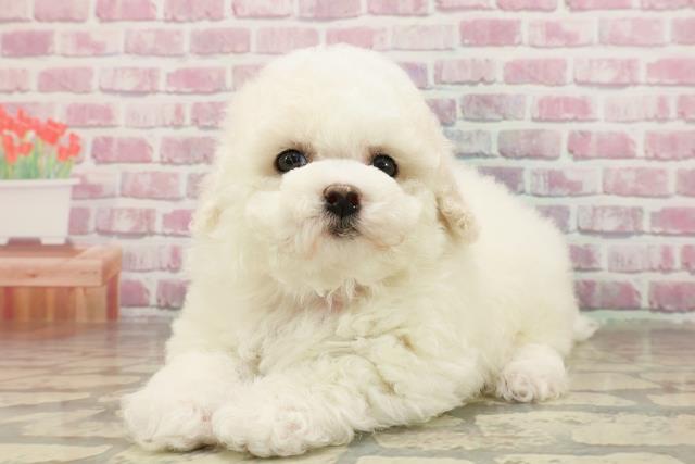 東京都のビションフリーゼ (Coo&RIKU吉祥寺店/2025年4月26日生まれ/女の子/ホワイト)の子犬の2枚目の画像