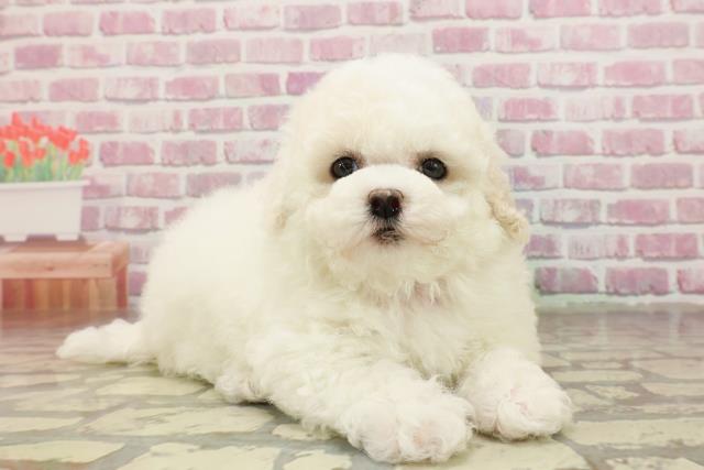 東京都のビションフリーゼ (Coo&RIKU吉祥寺店/2025年4月26日生まれ/女の子/ホワイト)の子犬の3枚目の画像
