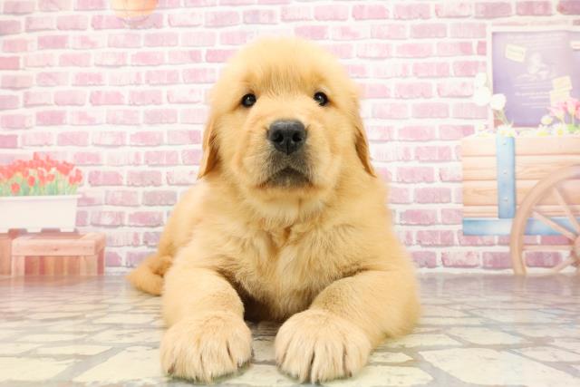 北海道のゴールデンレトリバー (Coo&RIKU札幌東店/2025年4月29日生まれ/男の子/ゴールデン)の子犬の1枚目の画像