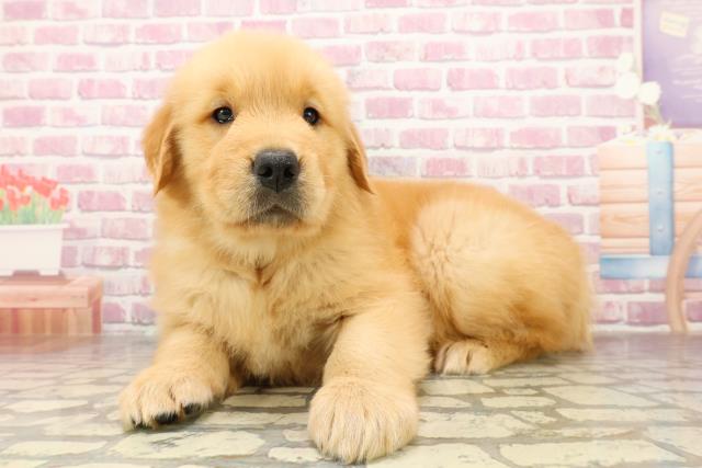 北海道のゴールデンレトリバー (Coo&RIKU札幌東店/2025年4月29日生まれ/男の子/ゴールデン)の子犬の2枚目の画像