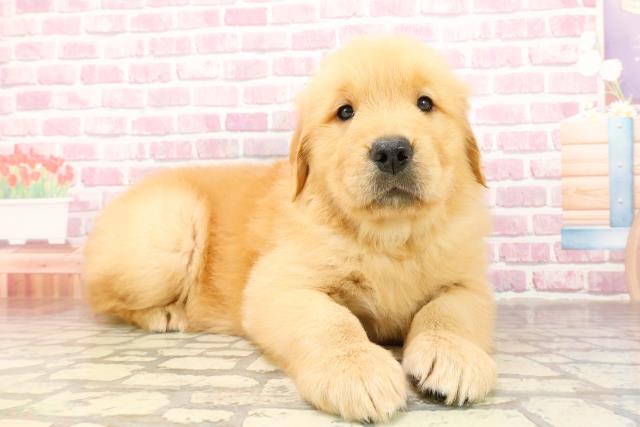 北海道のゴールデンレトリバー (Coo&RIKU札幌東店/2025年4月29日生まれ/男の子/ゴールデン)の子犬の3枚目の画像