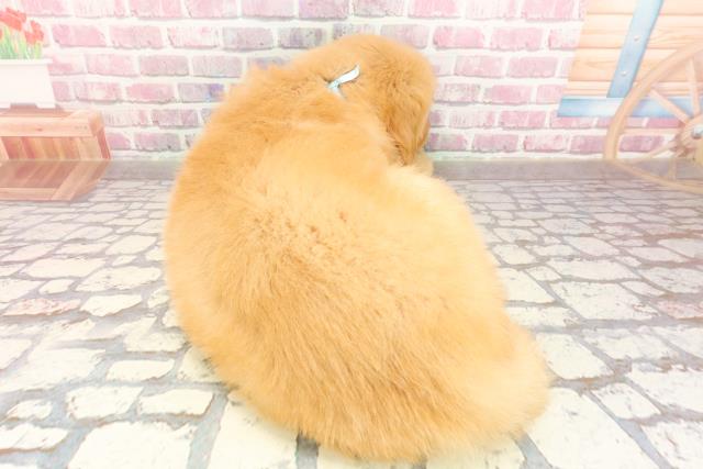 北海道のゴールデンレトリバー (Coo&RIKU札幌東店/2025年4月29日生まれ/男の子/ゴールデン)の子犬の4枚目の画像