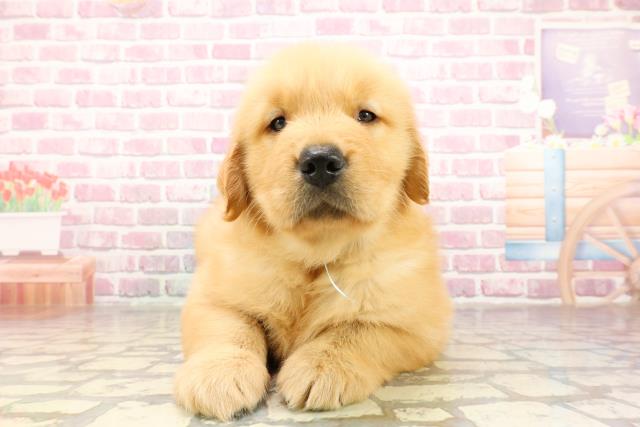 茨城県のゴールデンレトリバー (Coo&RIKU牛久店/2025年4月29日生まれ/男の子/ゴールデン)の子犬の1枚目の画像
