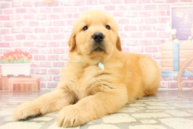 茨城県のゴールデンレトリバー (Coo&RIKU牛久店/2025年4月29日生まれ/男の子/ゴールデン)の子犬の2枚目の画像