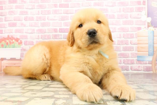 茨城県のゴールデンレトリバー (Coo&RIKU牛久店/2025年4月29日生まれ/男の子/ゴールデン)の子犬の3枚目の画像