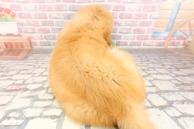 茨城県のゴールデンレトリバー (Coo&RIKU牛久店/2025年4月29日生まれ/男の子/ゴールデン)の子犬の4枚目の画像