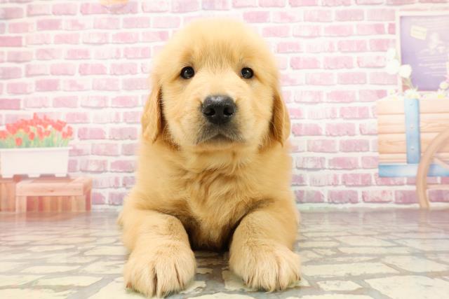 神奈川県のゴールデンレトリバー (Coo&RIKU長津田店/2025年4月29日生まれ/男の子/ゴールデン)の子犬の1枚目の画像