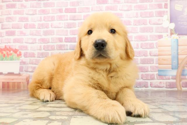 神奈川県のゴールデンレトリバー (Coo&RIKU長津田店/2025年4月29日生まれ/男の子/ゴールデン)の子犬の3枚目の画像