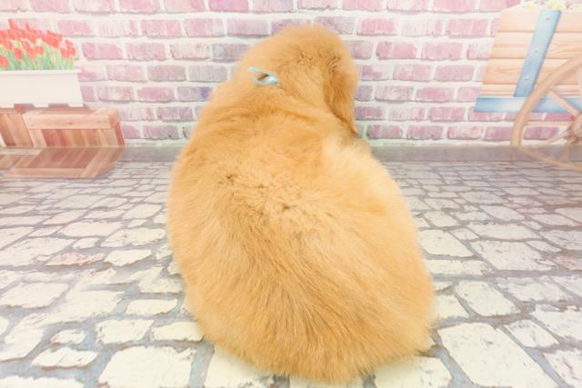 神奈川県のゴールデンレトリバー (Coo&RIKU長津田店/2025年4月29日生まれ/男の子/ゴールデン)の子犬の4枚目の画像