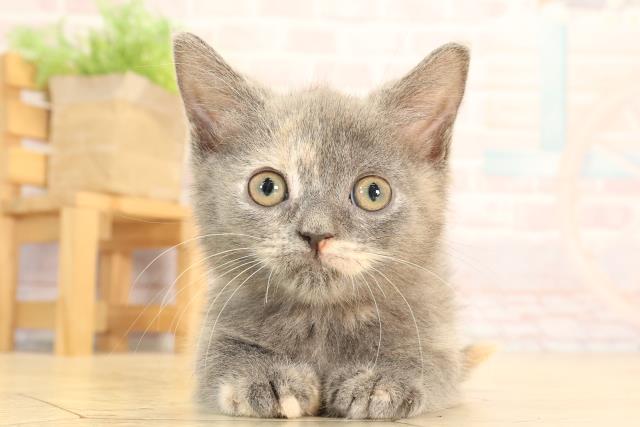 愛知県のマンチカン (Coo&RIKU豊橋店/2025年4月13日生まれ/女の子/ブルークリーム)の子猫の1枚目の画像
