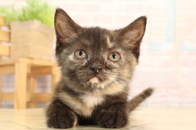 愛知県のマンチカン (Coo&RIKU名古屋滝ノ水店/2025年4月13日生まれ/女の子/トーティー)の子猫の1枚目の画像